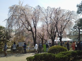 P1000647G大学桜祭り.JPG
